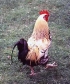 Poultry - Rooster