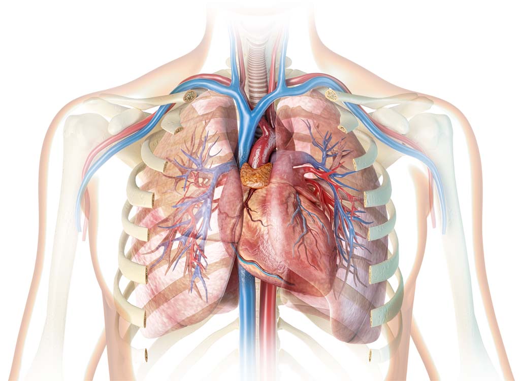 Cardiorespiratory Performance (Human Biology III)