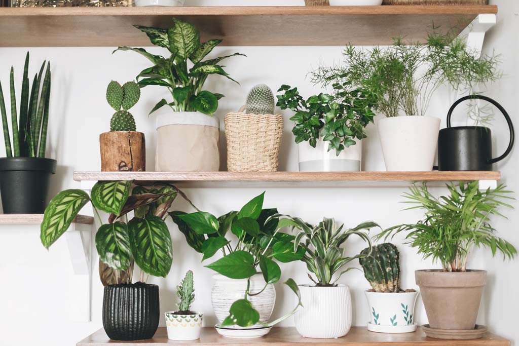 Interior (Indoor) Plants