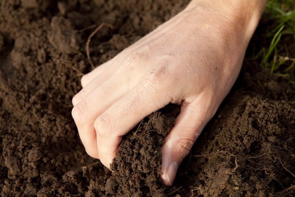 Soil Microbiome Management