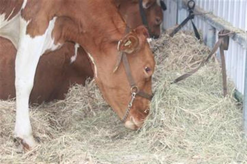 breeding-dairy-cattle