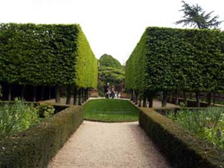 Origins of Straberries | Garden History | Online Courses