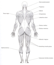 anatomy.