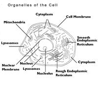 Cell Organelles.