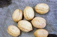 Nut production