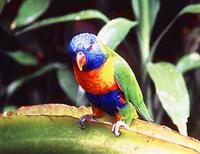 Rainbow Lorikeet.
