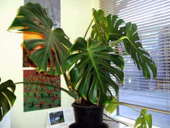 Flowering House Plants Identification 105 best tropical house plants images on pinterest gardening Flowering House Plants Identification 105 best tropical house plants images on pinterest gardening
