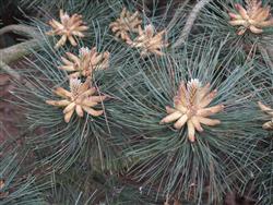 botany II.