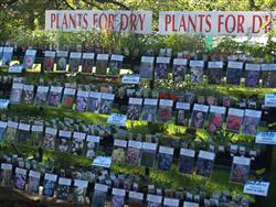 Marketing Plan For Plant Nursery