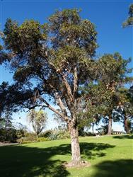 Eucalyptus calophylla