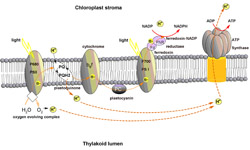 thylakoid membrane.