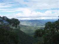 Bushland view.