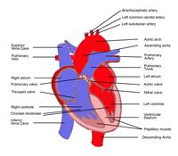 heart.