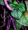 Climbing Bean Purple King