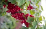 Red Currants