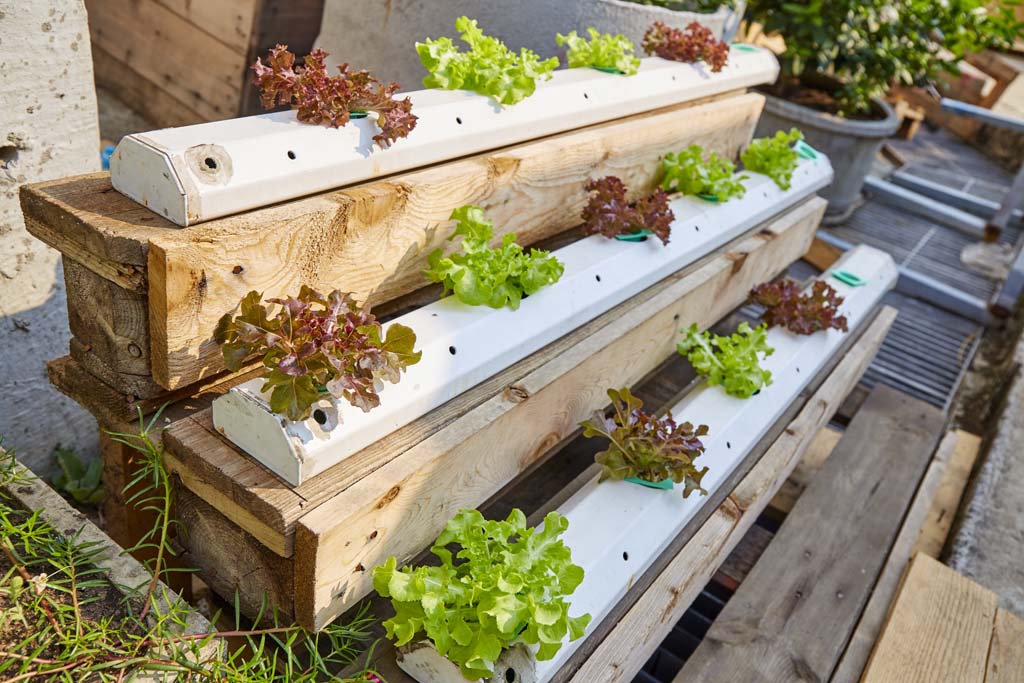 Home Hydroponics