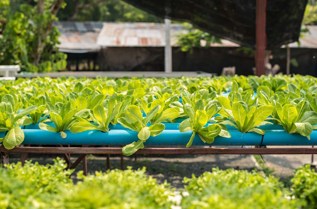 Certificate In Hydroponics