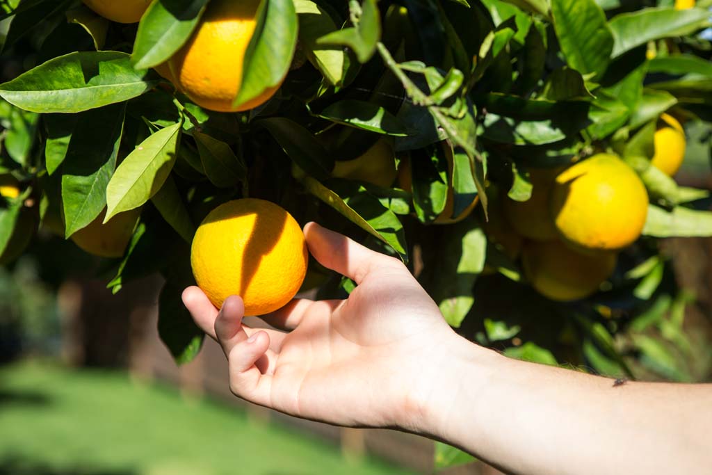 Home Fruit Growing