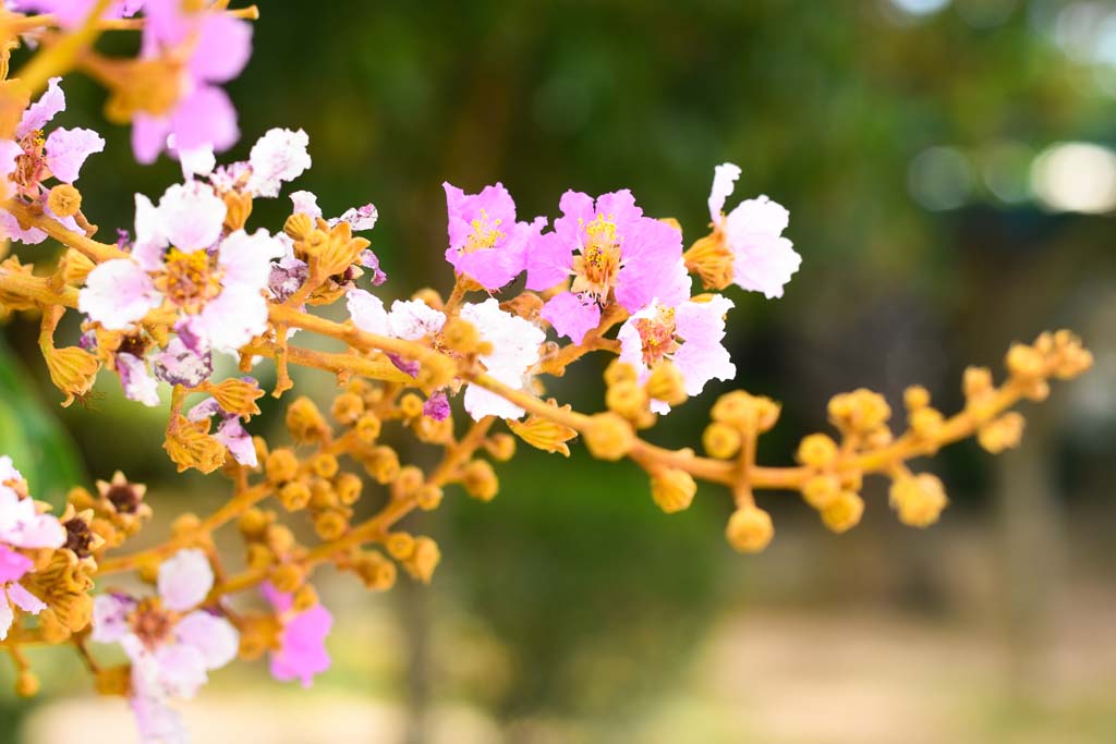 Plant Taxonomy