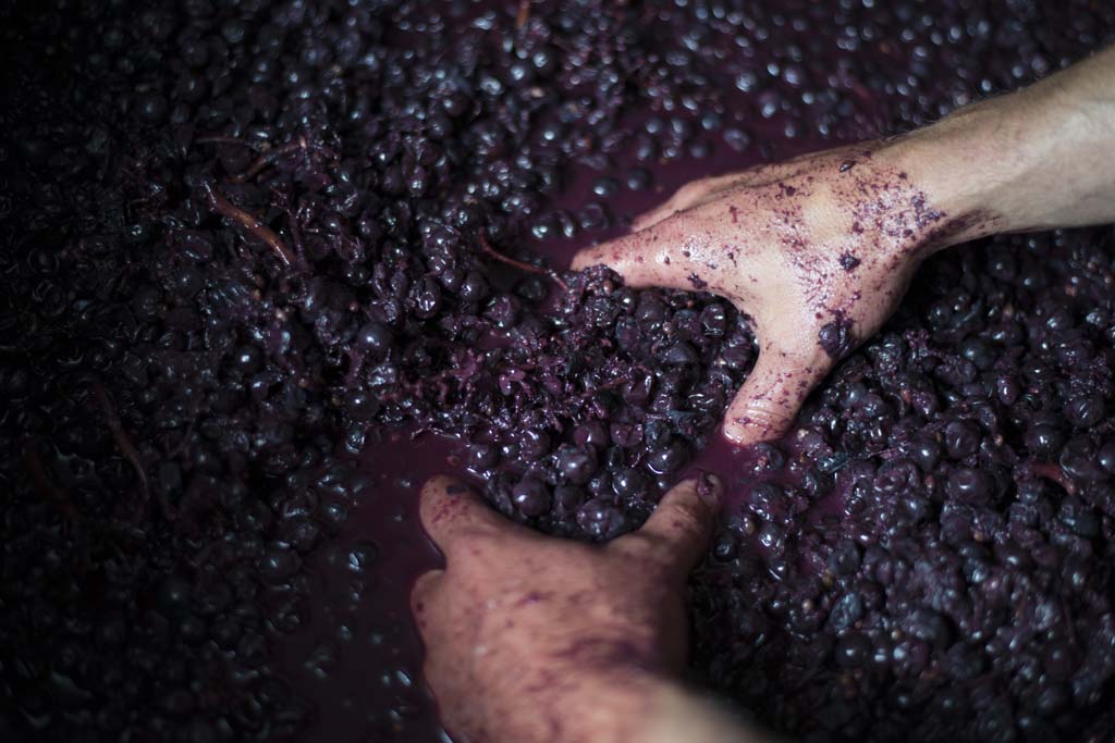 Oenology-Winemaking