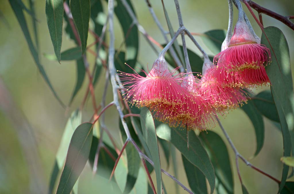 Eucalypts