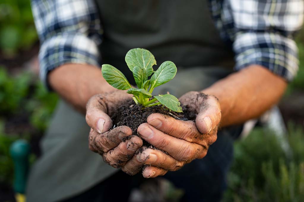 Foundation Certificate in Horticulture