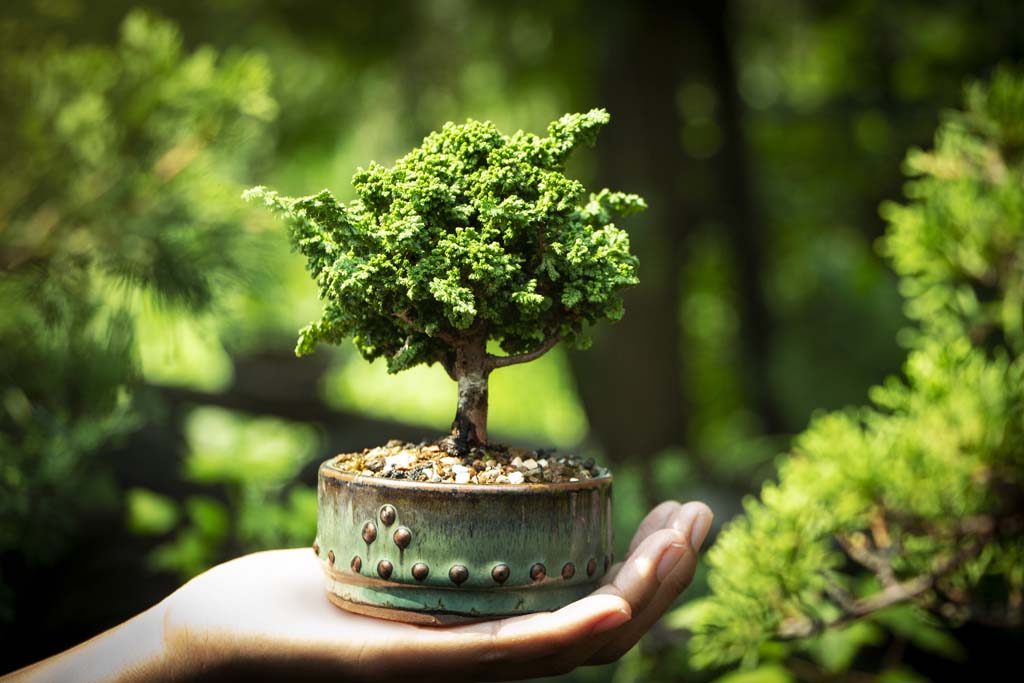 Bonsai