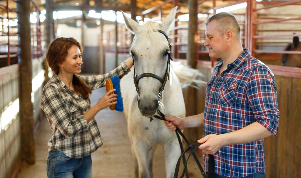 Certificate in Equine Husbandry