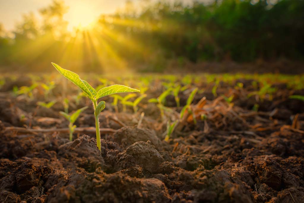 Advanced Certificate in Farming (Self-designed)