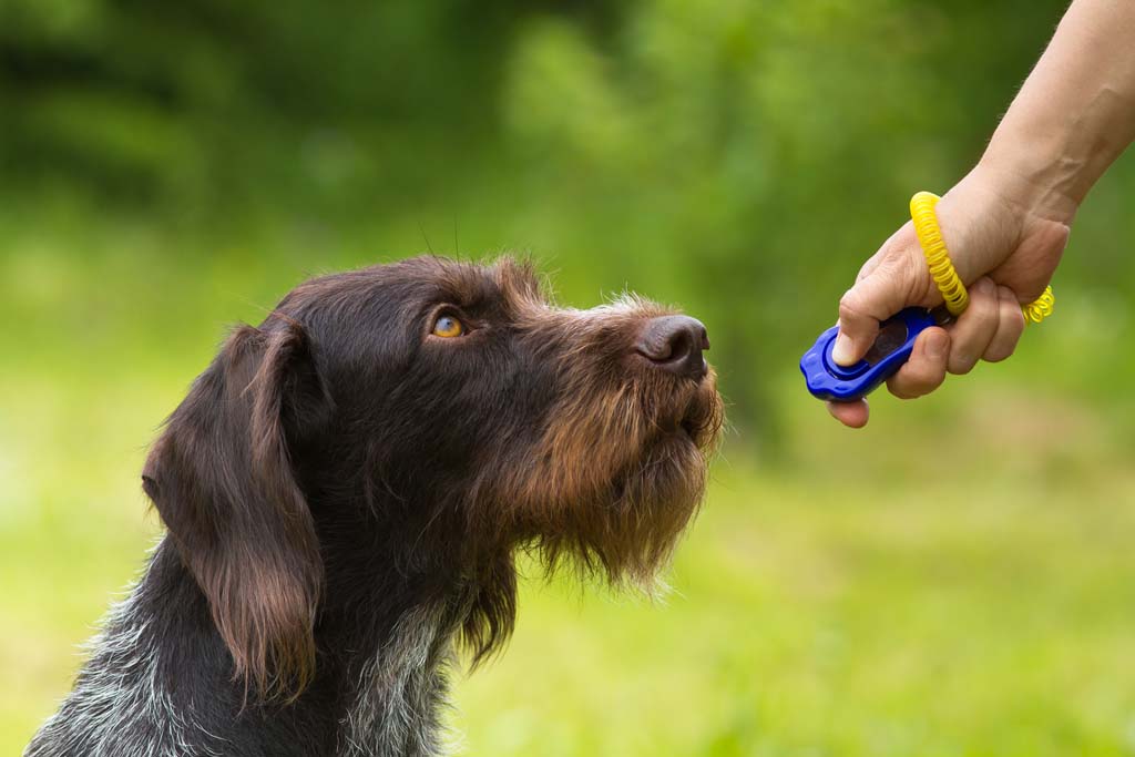 Dog Psychology and Training