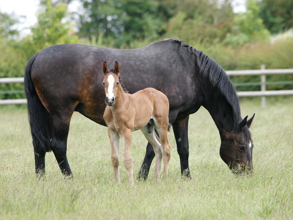 Horse Breeding