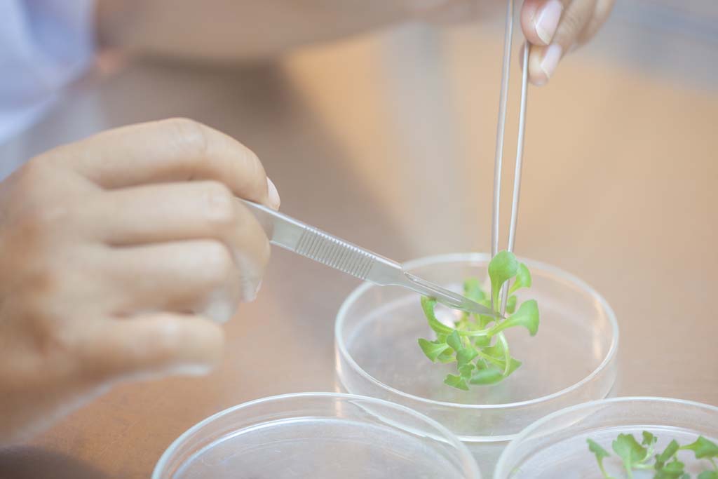 Tissue Culture