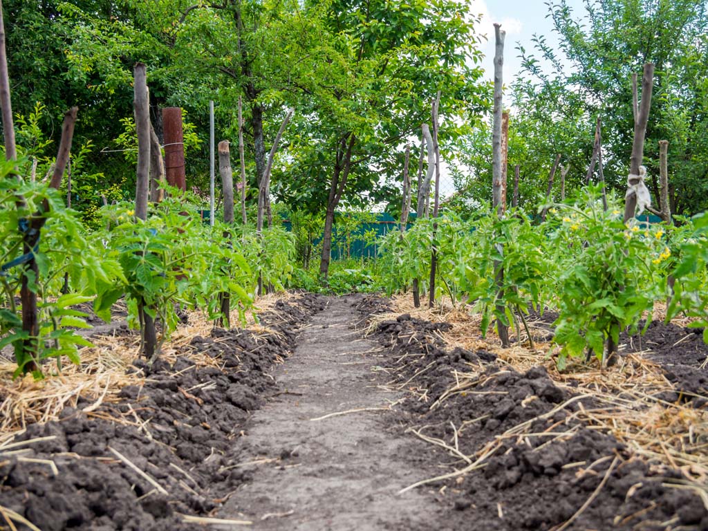 Organic Plant Culture