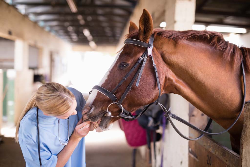 Animal Behaviour (Psychology of Animals)