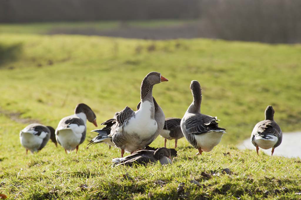 Forage Management