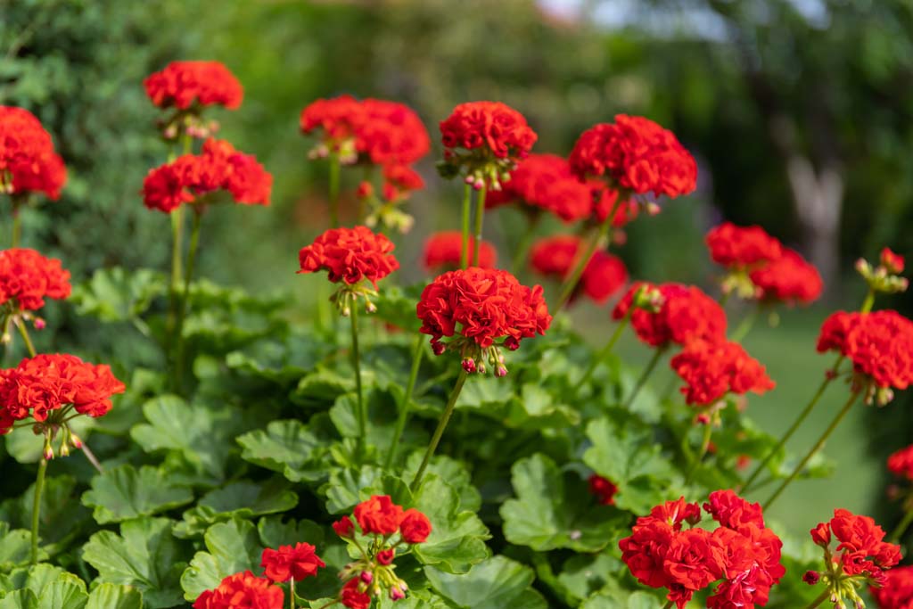 Pelargoniums and Geraniums