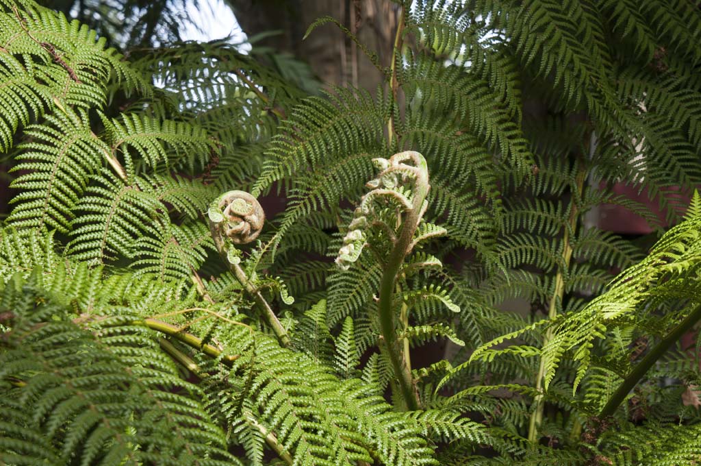 Australian Native Ferns
