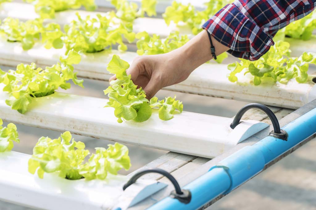 Certificate in Commercial Hydroponics
