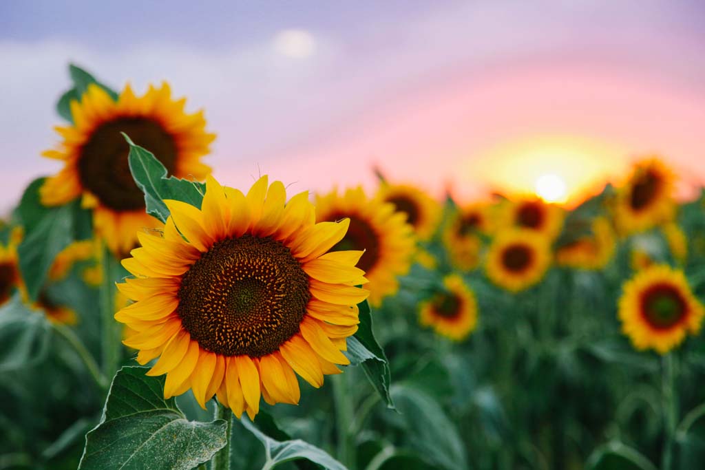 Cut Flower Production