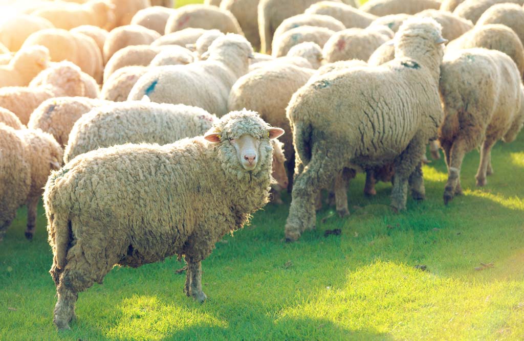 Sheep online Course | Sheep Home Study