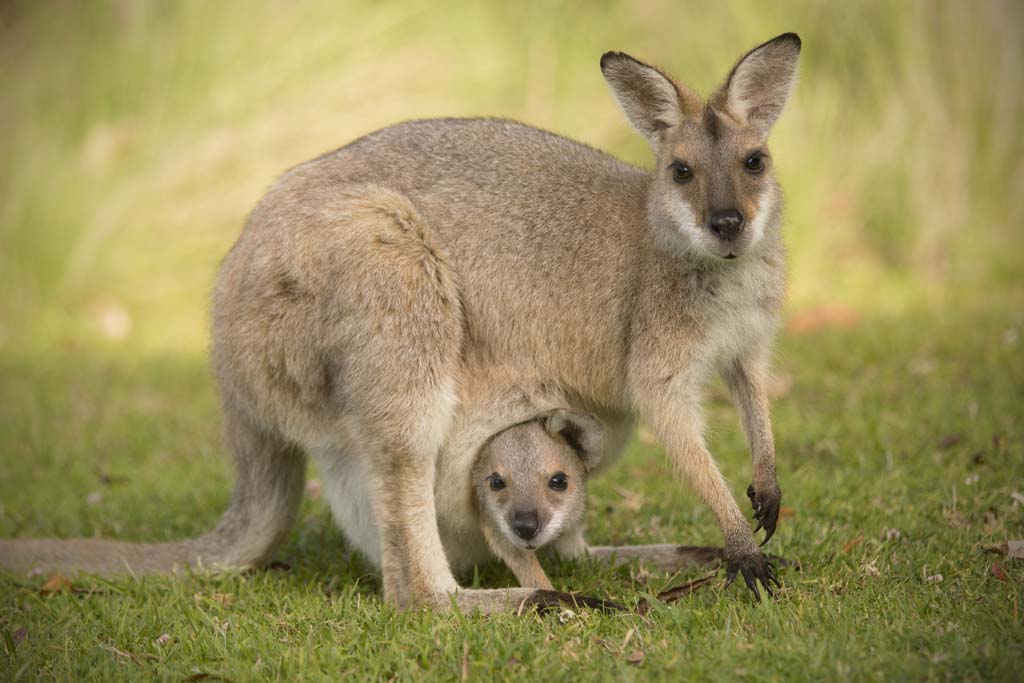 Marsupials Biology and Management