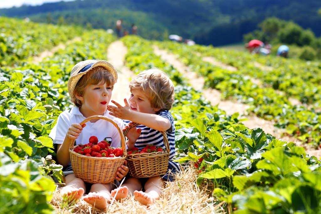 Advanced Certificate in Crop Production