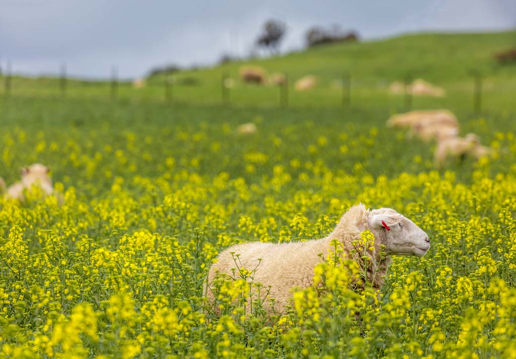 Pasture Management