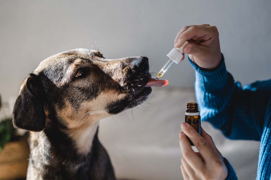 Natural Health Care for Animals