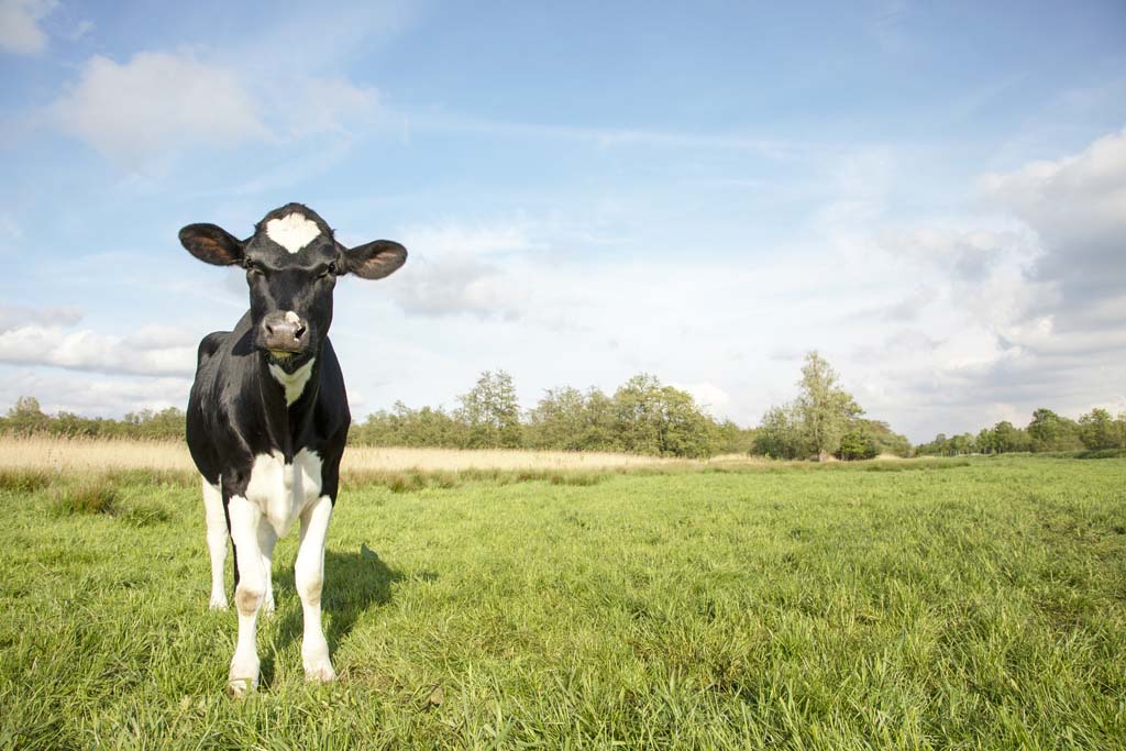 Calf Rearing