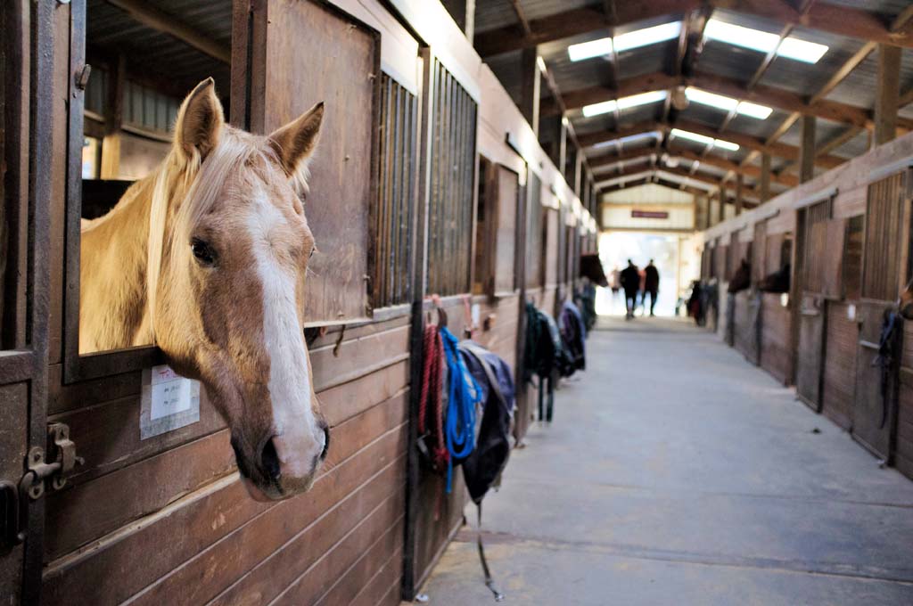 Advanced Certificate in Applied Management (Horses)