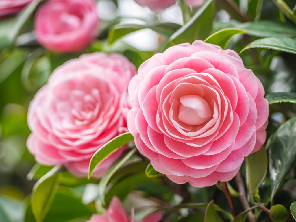 Growing Camellias