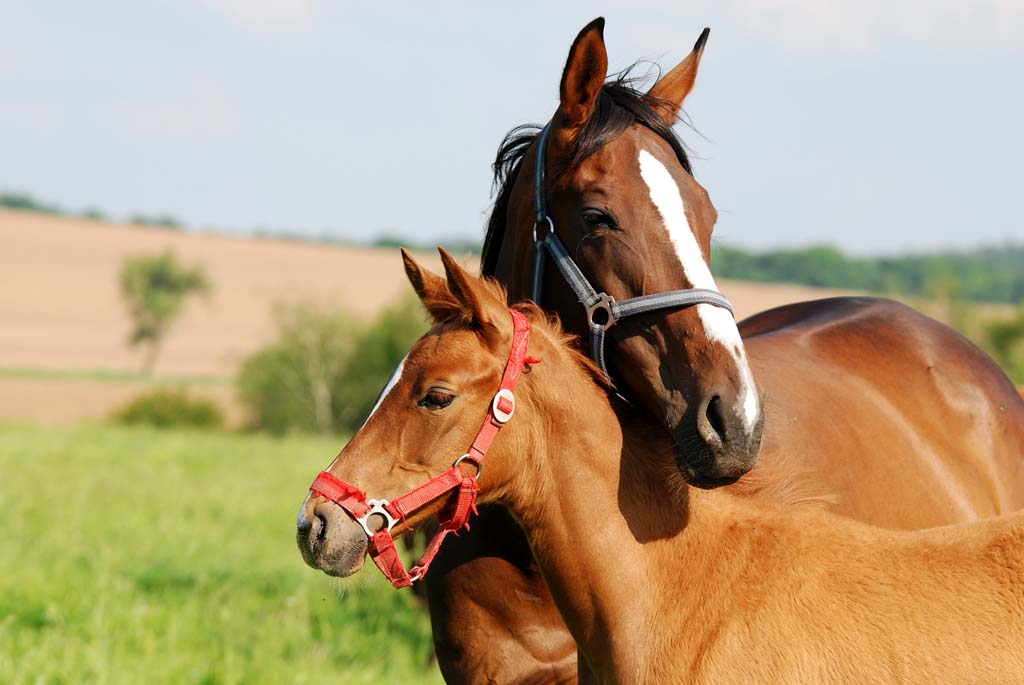 Breeding Horses