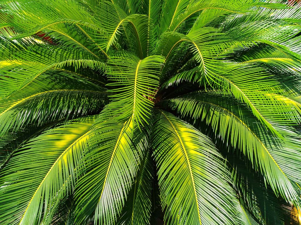 Palms & Cycads