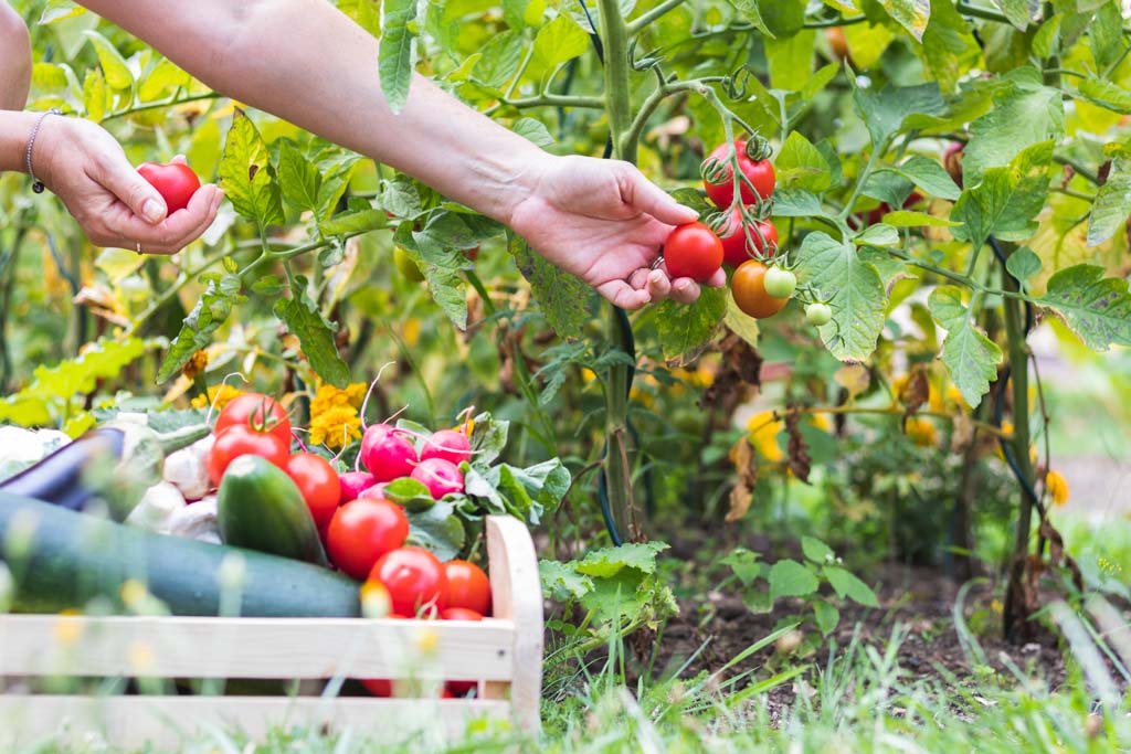 Commercial Organic Vegetable Growing